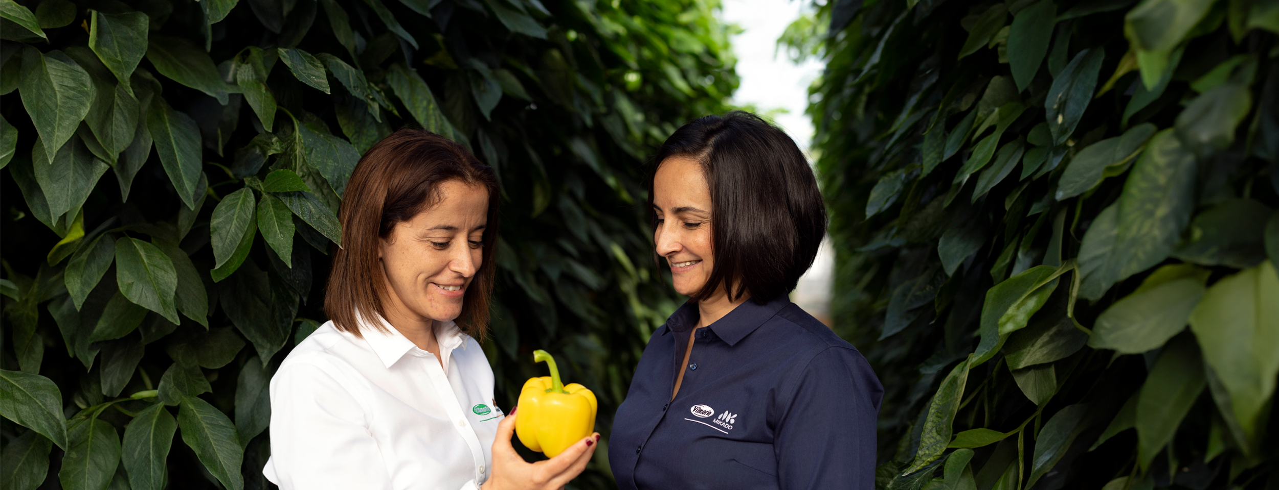 Semillas hortícolas de Vilmorin-Mikado Ibérica