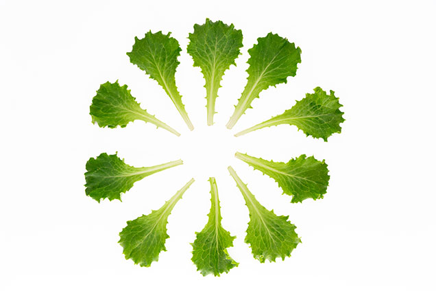 Nueva variedad Lechuga