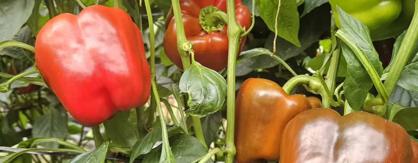 Pimiento California Amarillo – BY221306