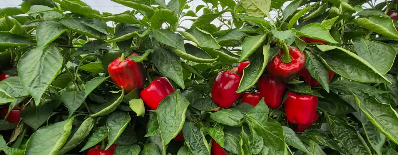 Jornadas pimiento california