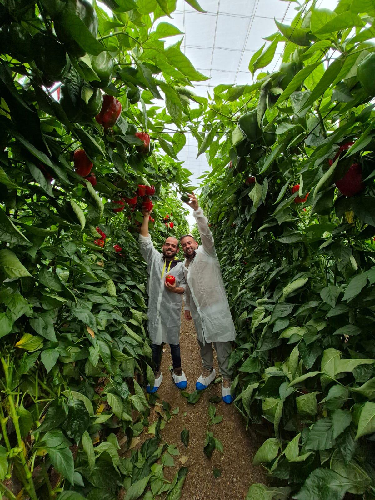 Jornadas pimiento california