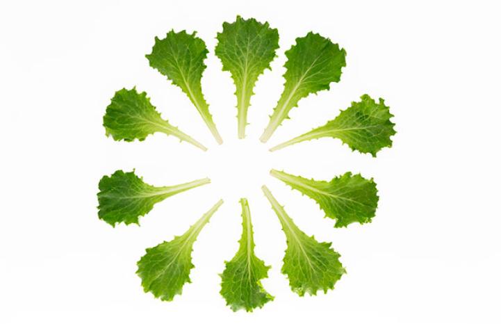 Nueva variedad Lechuga